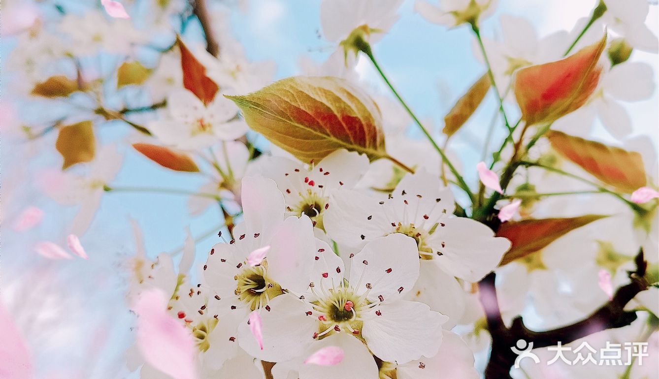 🌸随手拍，小区里的春天