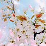 🌸随手拍，小区里的春天