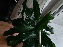 -晓林火锅(安定门店)