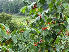 -樱桃山旅游景区