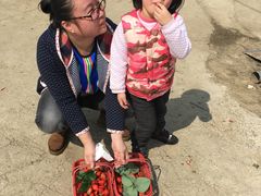 -胜丰草莓采摘园