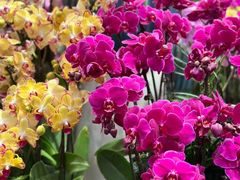 -双季花艺园艺市场(浦东店)