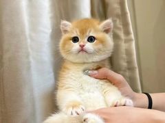 -欣宠猫屋·矮脚拿破仑·蓝金金渐层