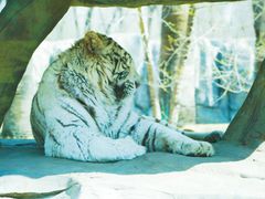 -北京野生动物园