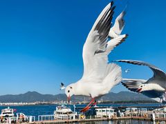 -海埂大坝