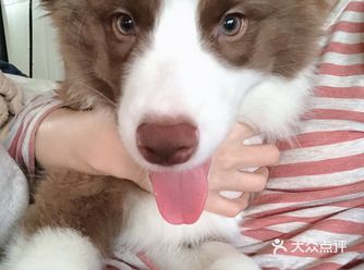 已经养了两个多月了 超级健康