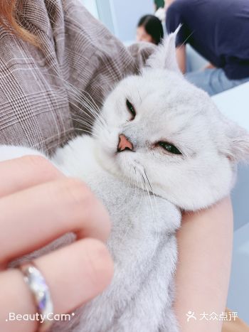 “我超想养一只小猫咪的” “我也是” “真巧