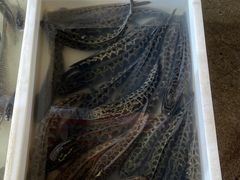 -岳各庄批发市场(西四环中路店)