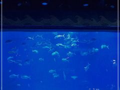 -烟台海昌鲸鲨海洋公园