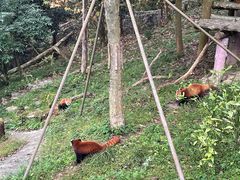 -都江堰中华大熊猫苑