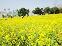 -九龙湖公园