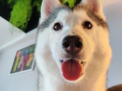 -Husky Go! 哈士奇体验馆·宠物咖啡厅狗咖