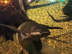 -悉尼海洋生物水族馆