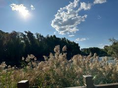 -三忘湖 SWANSEEN(柳荫公园店)