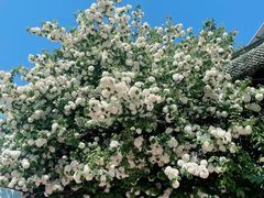 -北宅大永樱桃采摘基地(崂山总部)