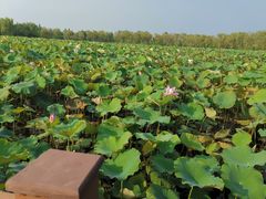 -泗洪洪泽湖湿地景区