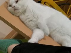 -猫在这儿猫咪咖啡馆·撸猫馆