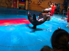 -烟台海昌鲸鲨海洋公园