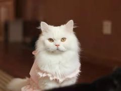 -MOCHA明星猫咖(田子坊店)