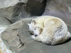 -海合安成都极地海洋公园