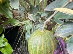 -自由生长植物工作室(深港花卉中心店)