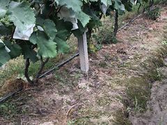 -马陆小张葡萄园农家乐