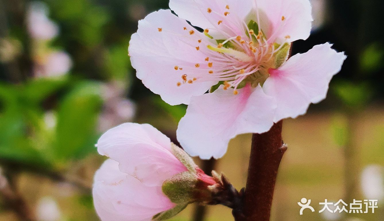 深圳人的后花园|暖暖的春风迎面桃花朵朵开