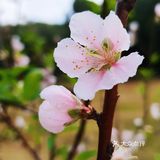 深圳人的后花园|暖暖的春风迎面桃花朵朵开