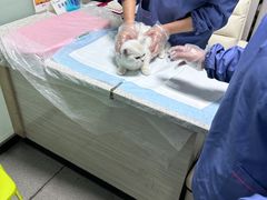 -半岛宠物医院24小时(科华中路店)
