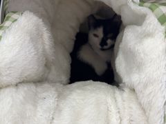 -博特宠物医院24h犬猫全科.骨科·异宠