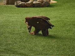 -新加坡飞禽公园