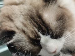 -安格丽娜·狗咖·猫咖羊驼咖(春熙路百盛商场店)
