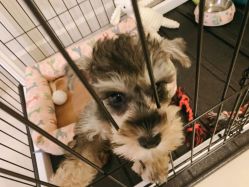 -Adore nail日式美甲美睫