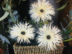 -参差咖啡(水果湖公园店)