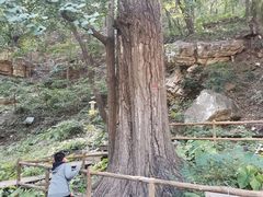 -北京上方山国家森林公园