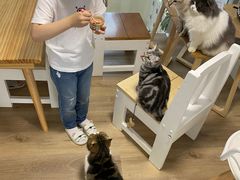-李小姐の猫咖啡馆(五角场店)