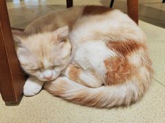 -藏猫猫咖啡主题馆(中央大道店)