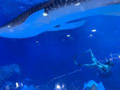 -烟台海昌鲸鲨海洋公园