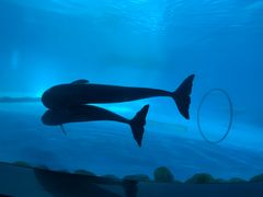 -泉城欧乐堡海洋极地世界