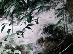 -莫里热带雨林景区