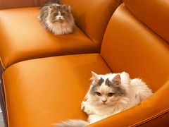 -momokira米努特·德文卷毛猫·棉花面纱犬
