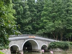 -水杉园