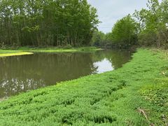 -桤木河湿地公园