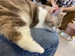 -平行世界·猫咖(首经贸店)
