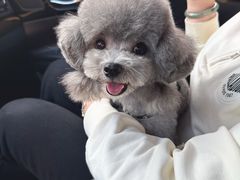 -南京宠物基地·宠物狗宠物猫售卖(南京店)