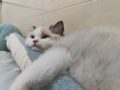 -小猫来了·猫舍(红山六九七九店)