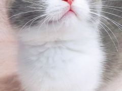 -十年猫舍·猫咪专门店(普陀店)