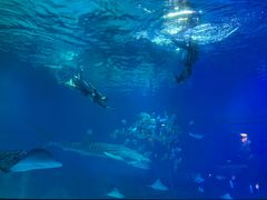 -烟台海昌鲸鲨海洋公园