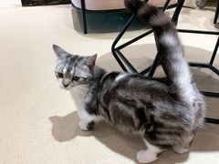 -藏猫猫咖啡主题馆(中央大道店)