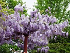 -嘉定紫藤园